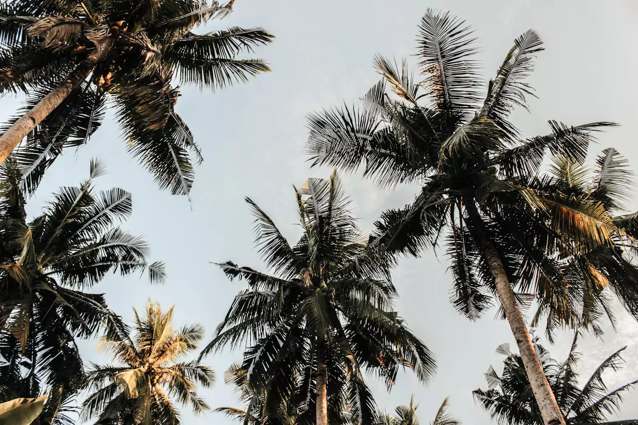 California Palm Trees